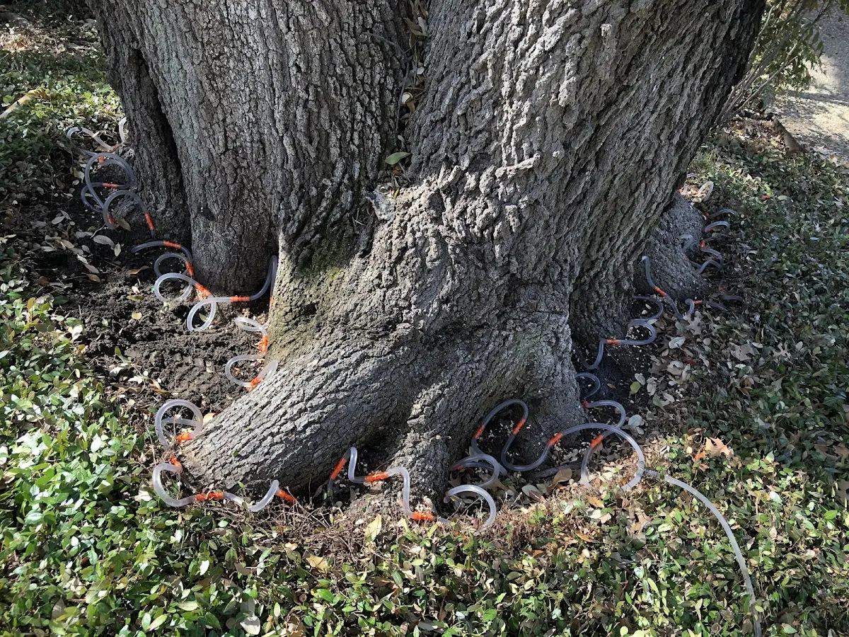 Detailed Tree Cabling and Bracing job site in Alanson