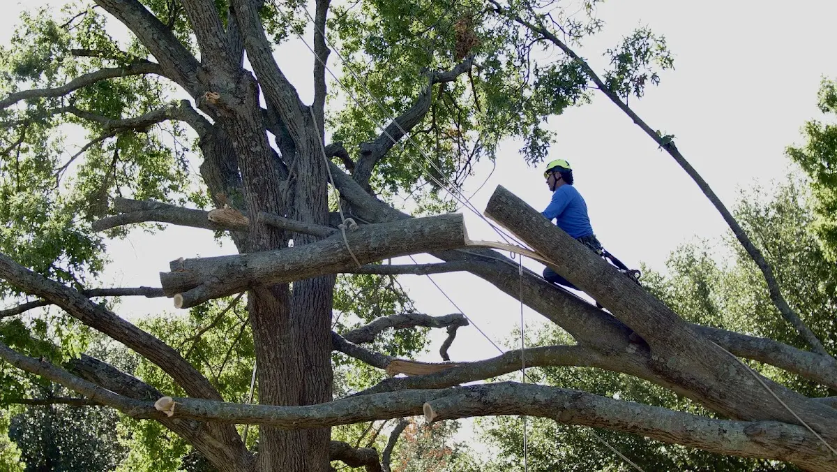 Professional Crown Thinning performed by certified arborists in Alanson